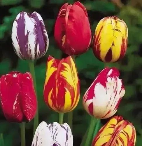 世界金獎醉美的花卉