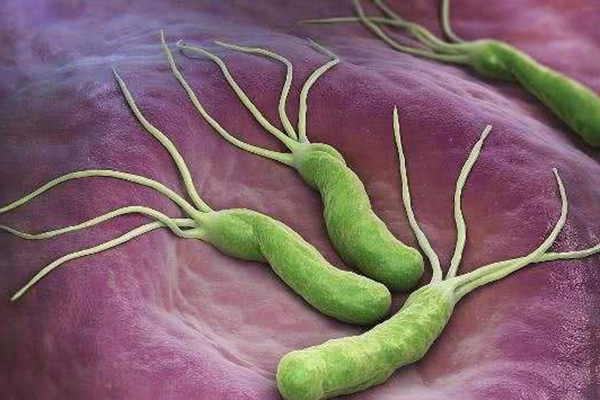 不小心在餐館使用了幽門螺桿菌感染者用過的筷子,會被傳染嗎? 不小心在餐館使用了幽門螺桿菌感染者用過的筷子,會被傳染嗎?