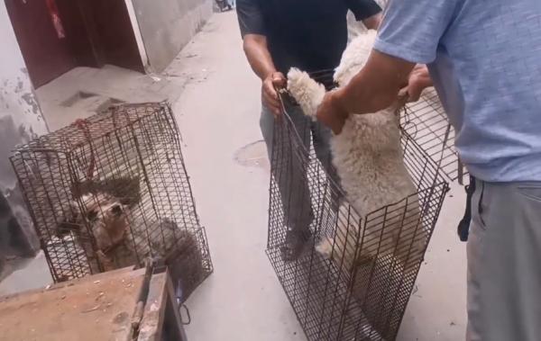 河南：小狗擾民全賣狗販，狗狗道別，大爺：價格隨便，都當送你了