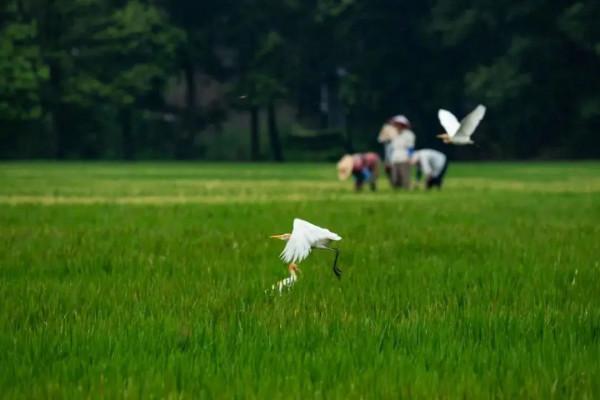 【探索】養在青吳嘉~靜享夏日，江南鄉村美如畫