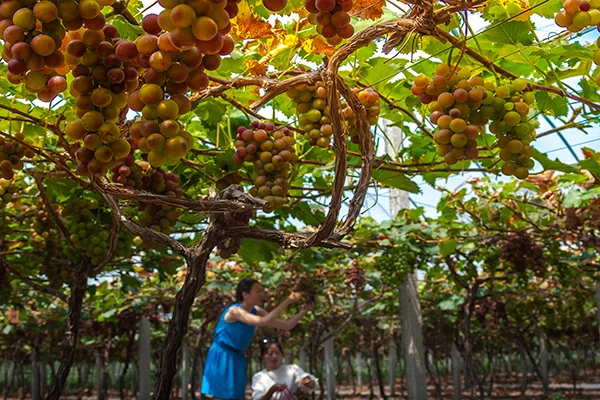 長三角這9條美麗鄉村休閒旅遊行（秋季）路線，你走過幾條？
