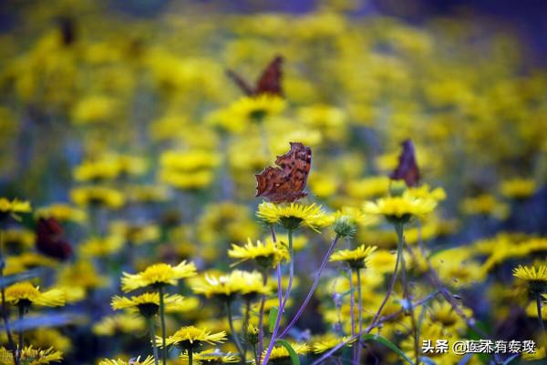 每天一味中藥－菊花