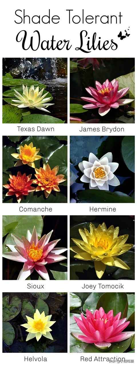 12種喜陰耐蔭睡蓮推薦 12種喜陰耐蔭睡蓮推薦