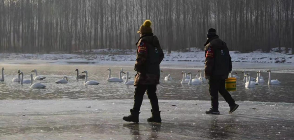 朝陽北票天鵝的真實故事
