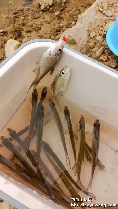 白刺手感太上頭，腥香酒米爆釣翹