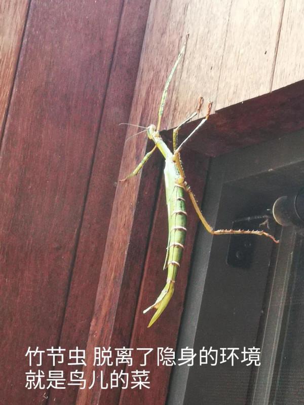 奧克蘭動物園一日遊