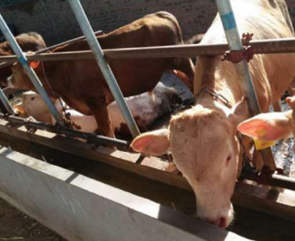 牛羊瘤胃積食和瘤胃鼓氣區別，牛羊瘤胃積食和瘤胃脹氣的鑑別診斷