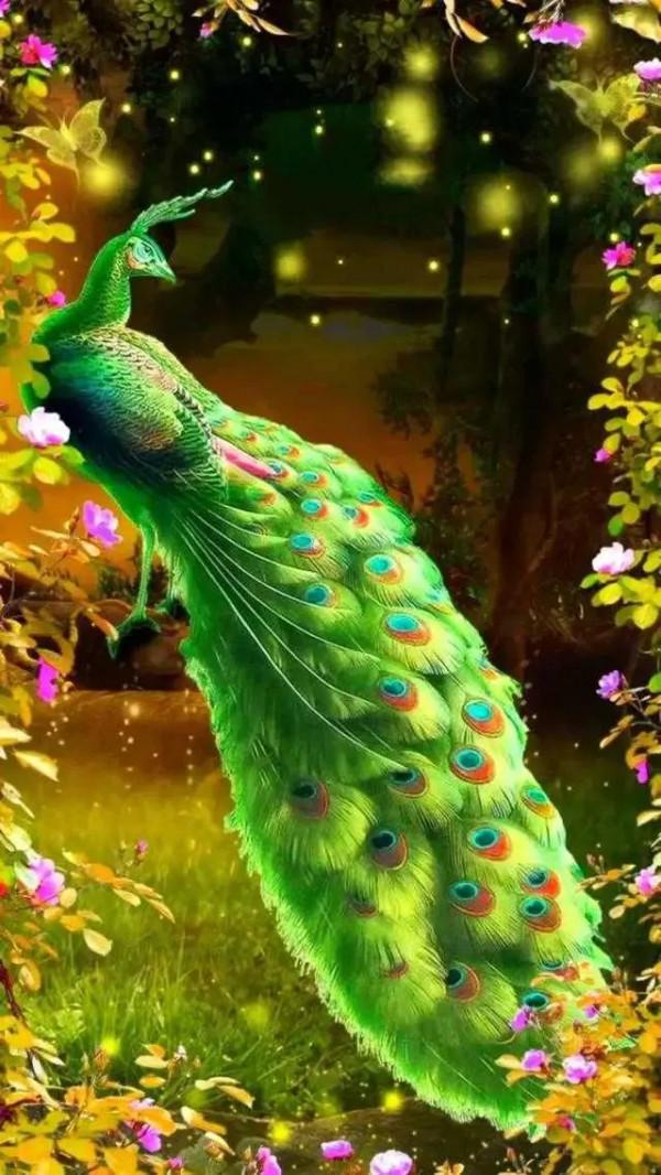 分享圖片，美麗高貴的吉祥鳥、五彩斑斕的孔雀64款