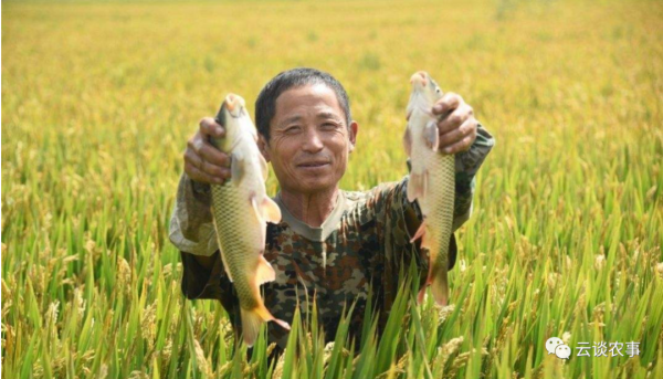 快看——稻田裡的那條魚