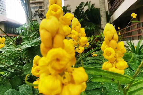 翅莢決明～翩翩狹翅欲飛翔，花朵芬芳且美豔