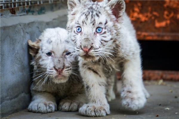 虎年看萌虎，哪對CP你最愛？