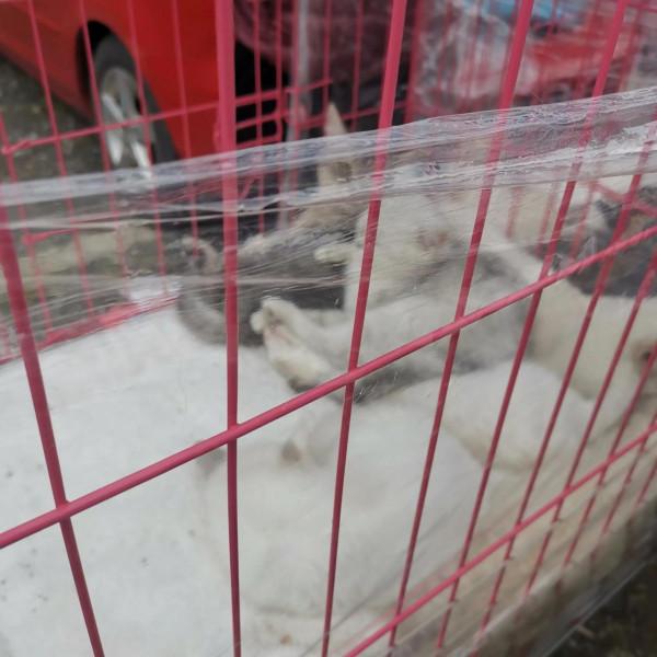 看圖逛街，各種小寵物及珠串