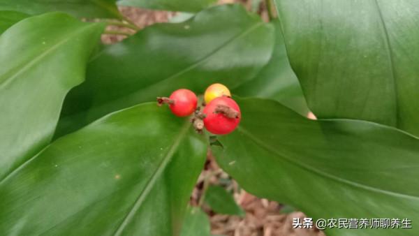 農村“野山姜”煮水,用途不小,年輕女士要留意一下 農村“野山姜”煮水,用途不小,年輕女士要留意一下