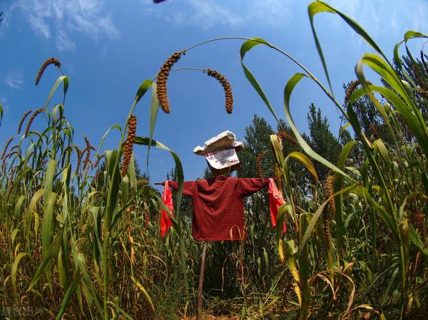 用人尿作為肥料種植的青蘿蔔,可以吃嗎?為什麼? 用人尿作為肥料種植的青蘿蔔,可以吃嗎?為什麼?