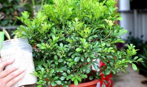 4種花很&OpenCurlyDoubleQuote;喜肥&rdquo;，經常施肥，花苞多花色豔開爆棚，&OpenCurlyDoubleQuote;花開不斷&rdquo;