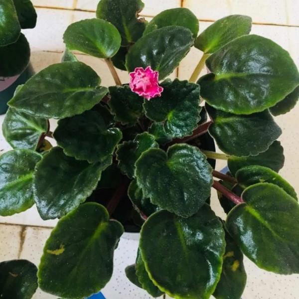 家裡沒有“陽光房”,就養4種,有點光就開花,秋冬也不例外 家裡沒有“陽光房”,就養4種,有點光就開花,秋冬也不例外