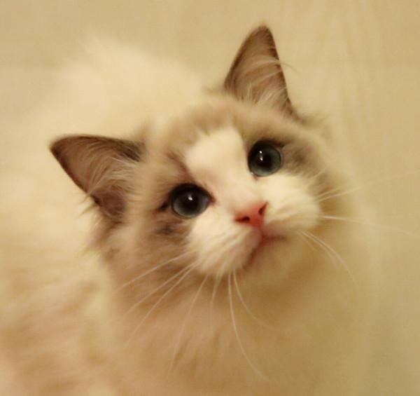 小貓要從小讓他養成這些好習慣,你知道是哪些嗎? 小貓要從小讓他養成這些好習慣,你知道是哪些嗎?