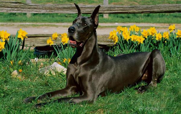 狗界中的6大“巨犬”，有錢人才敢養！你見過嗎？