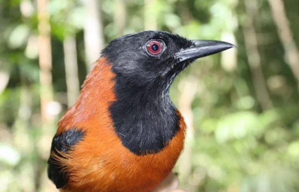 鴆怎麼讀?鴆的讀音和意思 鴆怎麼讀?鴆的讀音和意思