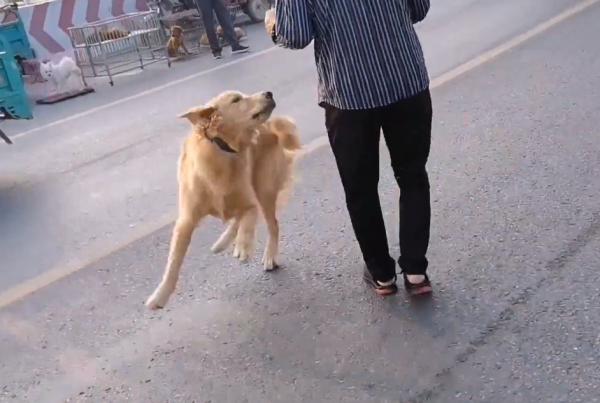 500塊咬人金毛賣狗販,不明真相的狗狗因信任主人,狗市裡撒歡 500塊咬人金毛賣狗販,不明真相的狗狗因信任主人,狗市裡撒歡