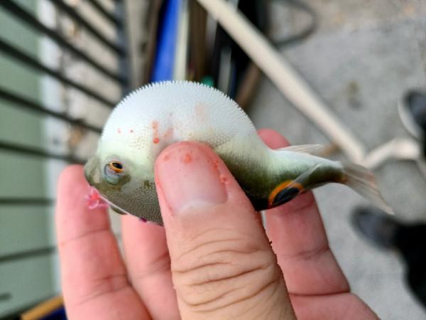 改拉餌釣浮之後，熟悉又陌生的感覺紛紛來襲