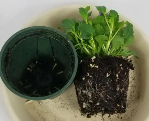 買花也要注意辨別“坑”,才能挑到好花,花開爆盆 買花也要注意辨別“坑”,才能挑到好花,花開爆盆