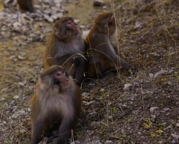 白扎林場的藏獼猴 白扎林場的藏獼猴