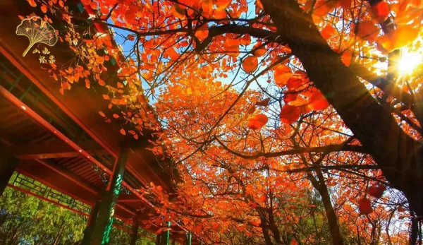 【玩轉懷柔】2021懷柔賞秋攻略出爐！一個字，絕！