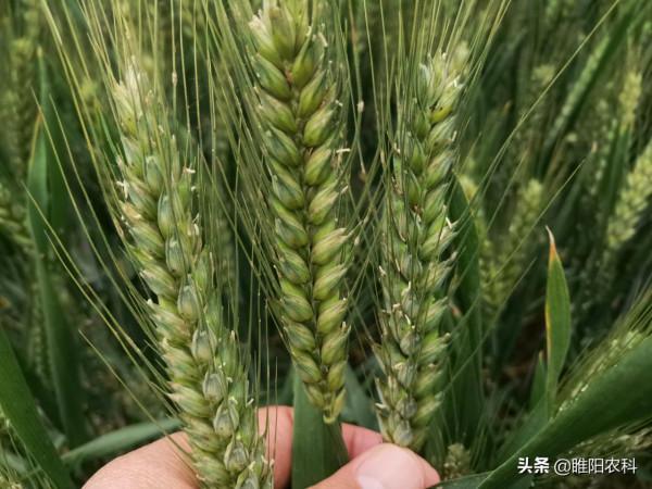 我國最具實力的幾個小麥新品種,最高畝產超1800斤 我國最具實力的幾個小麥新品種,最高畝產超1800斤