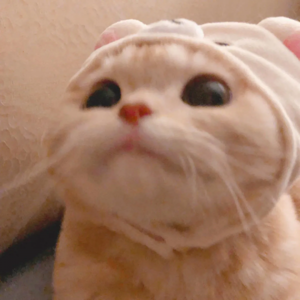 萌寵系列頭像「貓咪情頭」