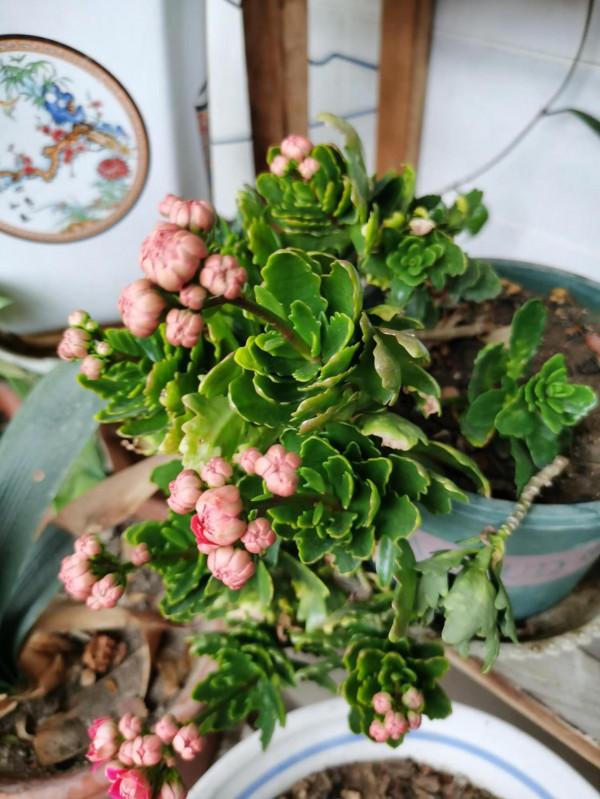 看出是什麼花？我佩服你是大神