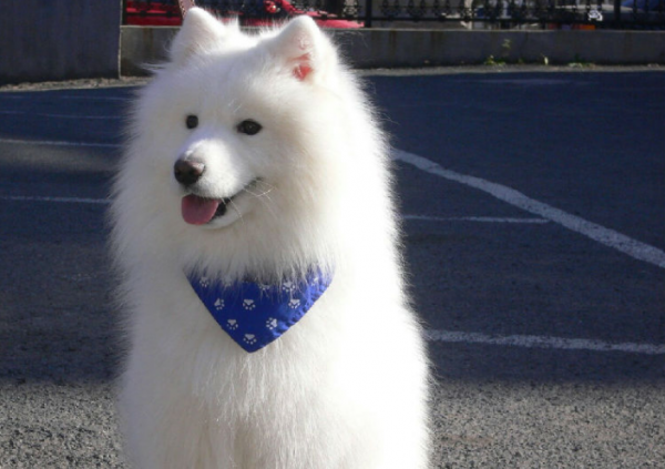 撒嬌狗狗最好命！盤點狗界撒嬌狂，養一隻很幸福