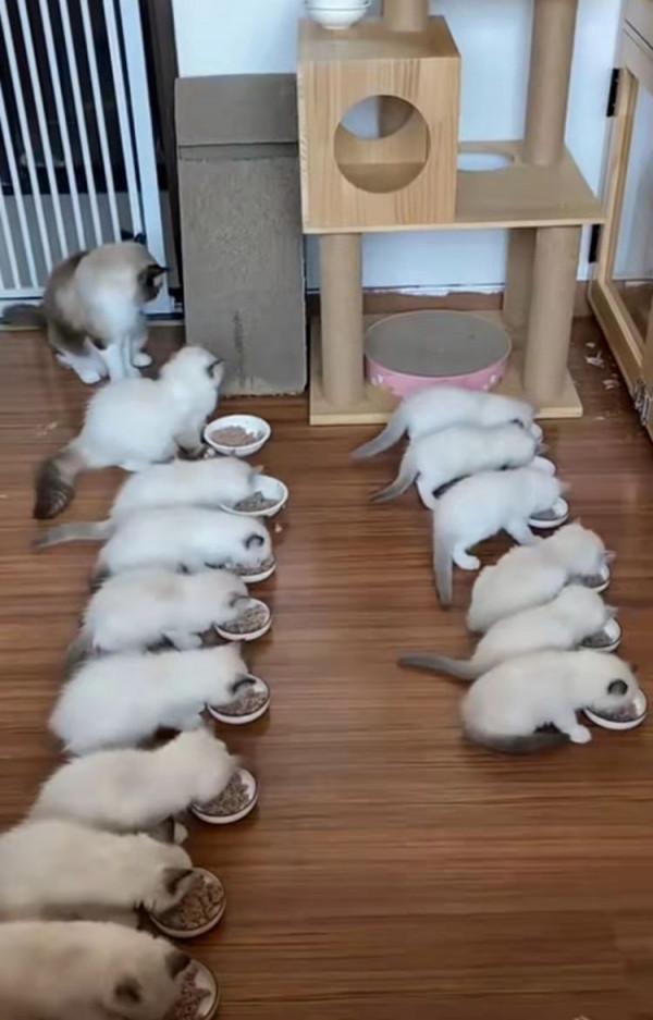 我免費領養的品種貓，只活了9天