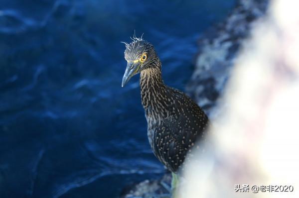 我拍的10種動物,你能認出一半就很厲害了 我拍的10種動物,你能認出一半就很厲害了