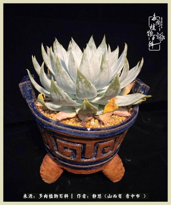 這低谷的一年,感謝多肉的陪伴 這低谷的一年,感謝多肉的陪伴