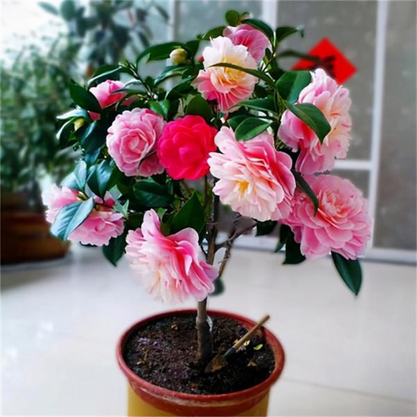 元旦前，“七種花”趕緊搬到陽臺上凍一凍，生長茂盛，花苞呼呼冒