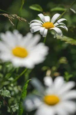 詠菊七絕三十首(30韻) 詠菊七絕三十首(30韻)