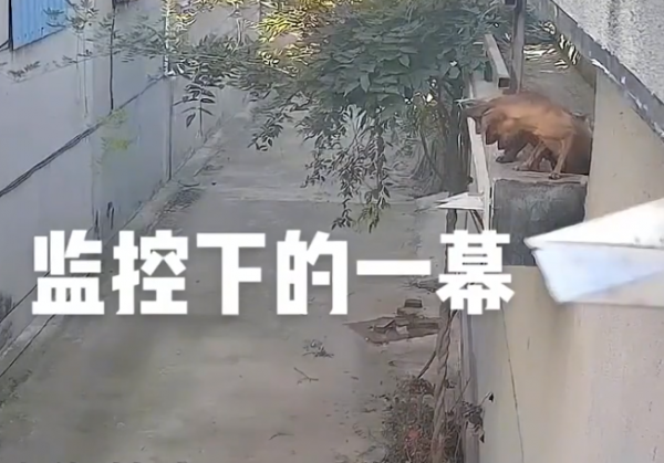 吃瓜要謹慎!山東4只狗組團看熱鬧,1只被擠下樓:小丑竟是我自己 吃瓜要謹慎!山東4只狗組團看熱鬧,1只被擠下樓:小丑竟是我自己