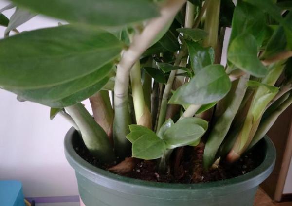 養金錢樹，4個“不將就”，保準葉片油綠，側芽爆不斷