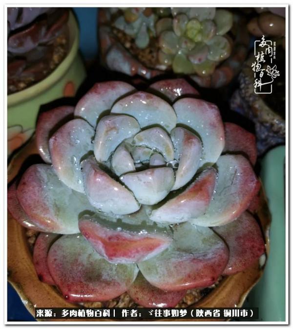 總有一段文字觸動心絃，總有那麼一盆多肉能打動你的心