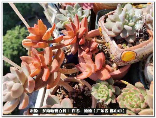 廣東的多肉陽臺:生命不息,折騰不止 廣東的多肉陽臺:生命不息,折騰不止