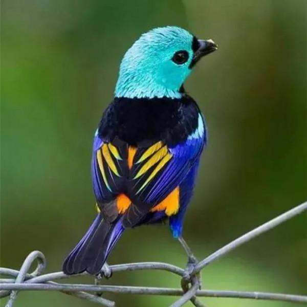 鳥的世界 鳥的天堂