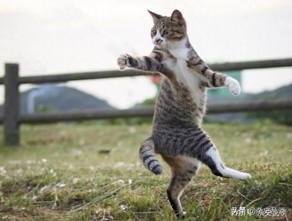 貓真的有“九條命”嗎？這毫無科學依據，這種說法又從何而來？