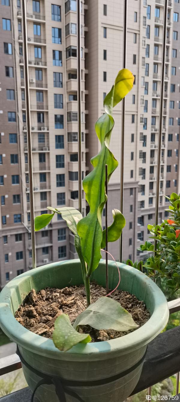 夏日曇花季，養護得好就能看到開放全過程，網友感嘆：美翻了