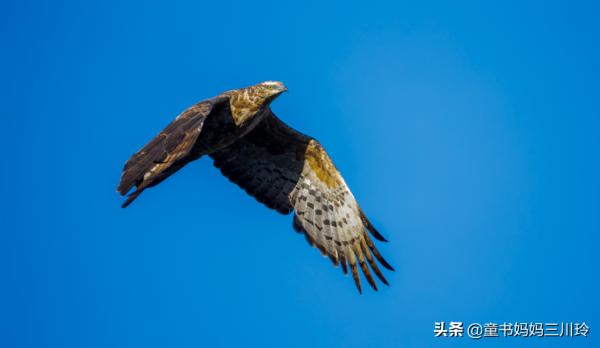 別人家的自然達人爸爸,光看照片都養眼啊 別人家的自然達人爸爸,光看照片都養眼啊