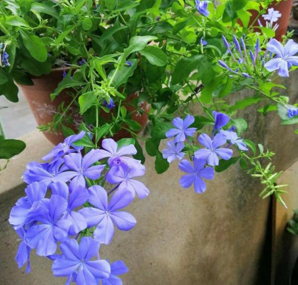 這位90後小媳婦，養花確實有經驗，家中所養4種花，常年開花不斷