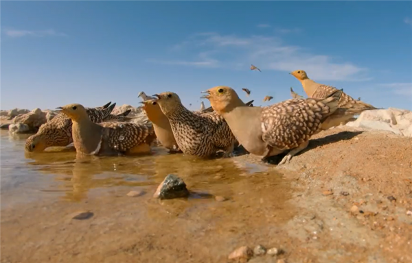 新疆發現沙雞,飛30裡去喝水,用腹部羽毛吸水,帶回去喂雛雞喝 新疆發現沙雞,飛30裡去喝水,用腹部羽毛吸水,帶回去喂雛雞喝