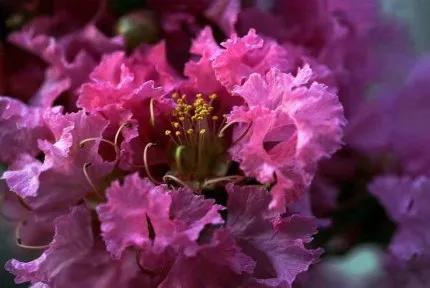 分享——紫薇花