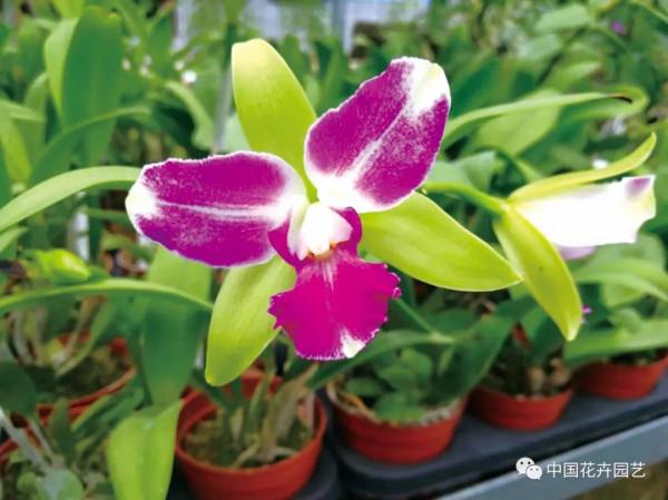 雍容華麗的卡特蘭 &vert; 新品