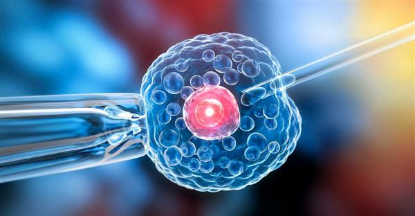 長生不老藥？新疆冷杉被發現能“續命”，網友：我國早就人工栽培